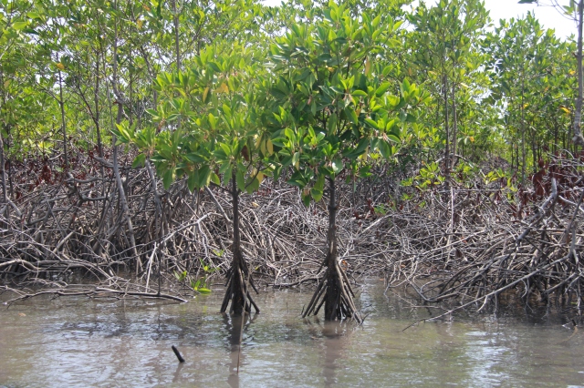 Mangrove Tree Roots River IMG_0807