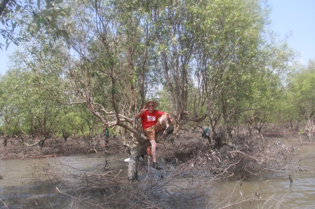 Mangrove Tree Water Vidar Portrait IMG_0823